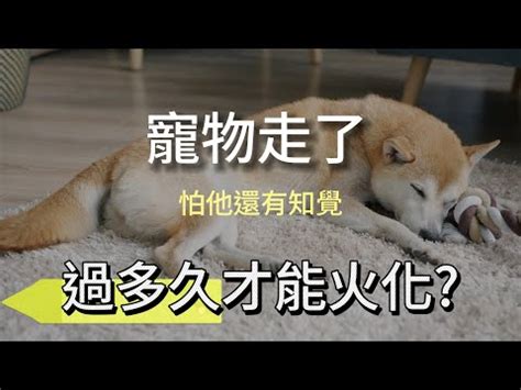 狗狗後事|寵物過世怎麼處理？4件事千萬要避免，才能讓毛小孩。